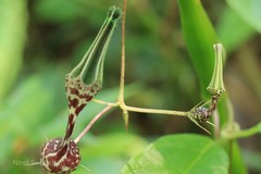 Ceropegia decaisneana